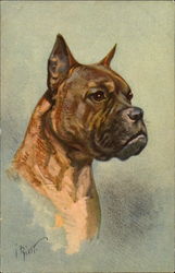 Boxer Postcard