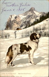 Chien Du St-Bernard Bernhardinerhund Saint Bernards Postcard Postcard