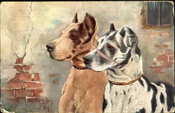 Two Dogs Postcard Postcard