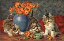 Kittens Postcard