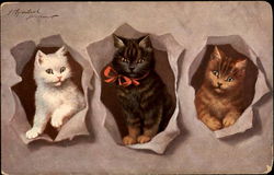 Three Kittens Cats Postcard Postcard