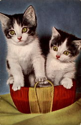 Kittens in Basket Cats Postcard Postcard