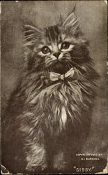 "Gissy" Cats Postcard Postcard