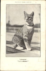 Ginger S. S. Arabic Cats Postcard Postcard