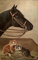 Horse & Cats Postcard