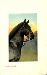 Black Prince Postcard