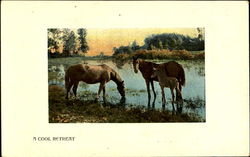 A Cool Retreat Horses Postcard Postcard