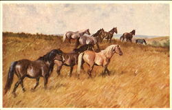 Wild Ponies Postcard