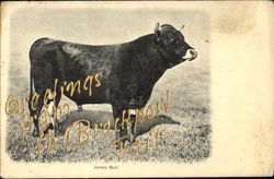 Jersey Bull Cows & Cattle Postcard Postcard