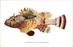 Scorpionfish Postcard Postcard