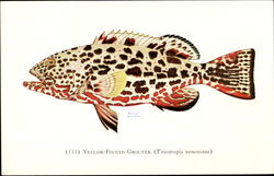 Yellow Finned Grouper Postcard