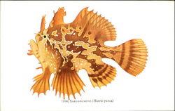 Sargassumfish Postcard