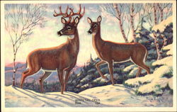 Whitetail Deer Buck Doe Postcard