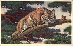 Bobcat Postcard Postcard