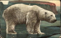 Polar Bear Postcard