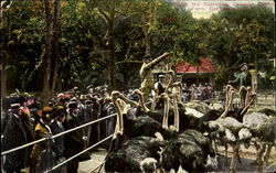 Feeding The Ostriches, Cawston Ostrich Farm Postcard