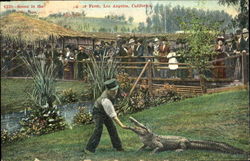 Scene In The Aligator Farm Los Angeles, CA Postcard Postcard