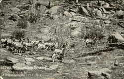 Mountain Sheep Postcard