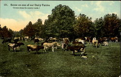 Scene On One Of Our Dairy Farms Postcard