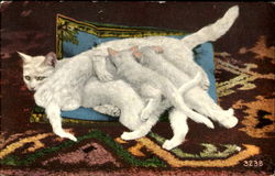 Kittens Nursing Postcard