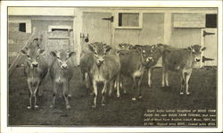 Hood Farm Pogis Cows & Cattle Postcard Postcard