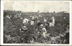 Picking Strawberries Postcard