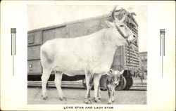 Lone Star And Lady Star Cows & Cattle Postcard Postcard