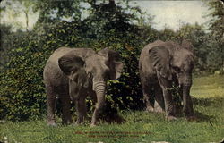 Pair Of African Elephants, New York Zoological Park Postcard