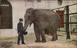 Indian Elephant, New York Zoological Park Postcard