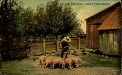 I'm Not The Only Hog At York Beach Pigs Postcard Postcard