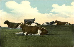 Cows Cows & Cattle Postcard Postcard