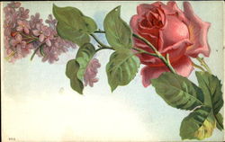 Rose Postcard