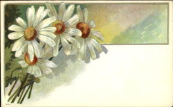 Daisies Flowers Postcard Postcard