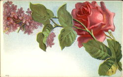 Rose Flowers Postcard Postcard