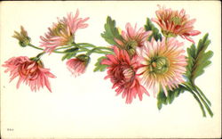 Blank Flowers Postcard