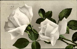 Marie Van Houtte White Rose Postcard