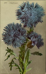 Cornflower Postcard