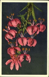 Lilium Martagon Postcard