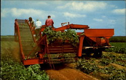 Harvesting Potatoes Near Covehead Prince Edward Island Canada Postcard Postcard