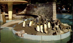 Penguins In Stanley Park Postcard