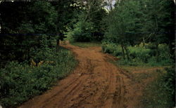 Lovers Lane At Anne Of Green Gables Postcard