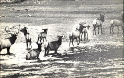 Elk Crossing Athabasca River, Jasper National Park Canada Misc. Canada Postcard Postcard