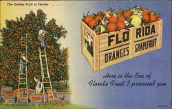 The Golden Fruit Of Florida Postcard