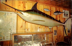 One Of The Largest Marlin Caught Off Ocean City Postcard