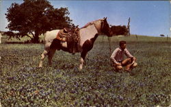 Texas Cowboy Postcard