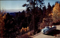 Aspens Above Hyde Park Postcard