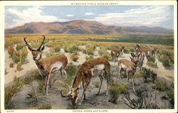 Prong Horn Antelope Postcard