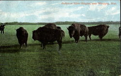 Buffalo At Silver Heights Postcard