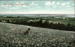 Pownall Bay Prince Edward Island Canada Postcard Postcard