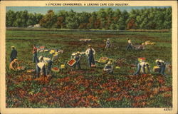 Picking Cranberries Cape Cod, MA Postcard Postcard